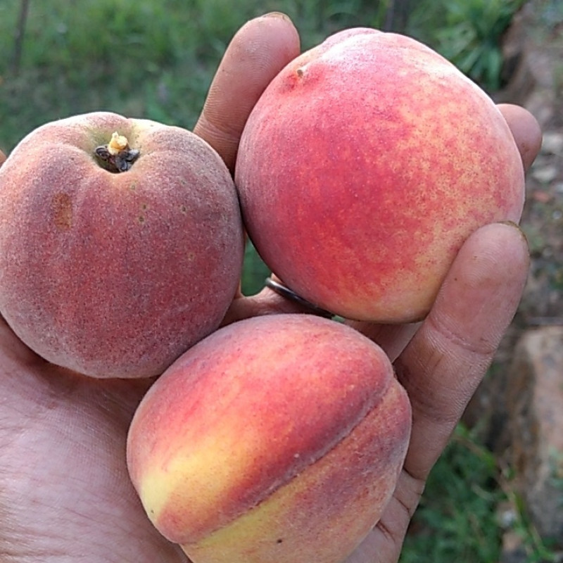 Shan e Punjab Peach Plant