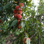 Shan e Punjab Peach Plant