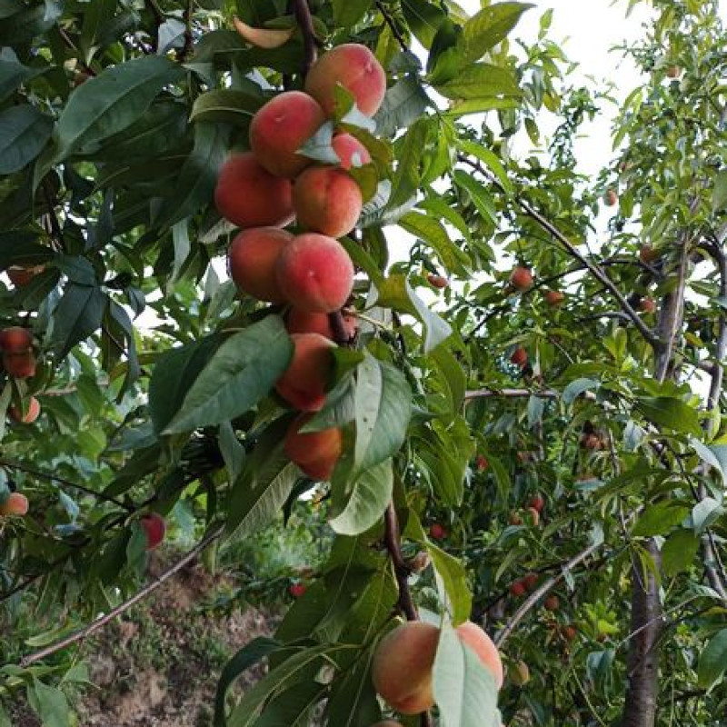 Shan e Punjab Peach Plant