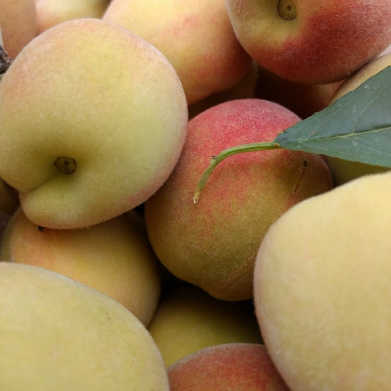 Shan e Punjab Peach Plant
