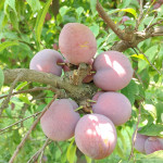 Hot Climate Plum (Satluj Purple)