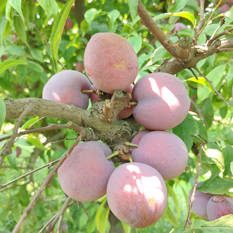 Hot Climate Plum (Satluj Purple)