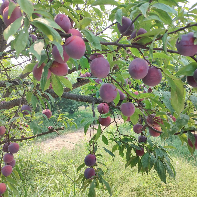 Hot Climate Plum (Satluj Purple)