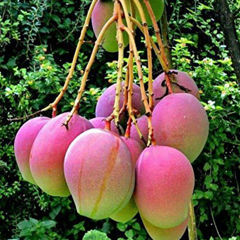 Apple Mango Variety