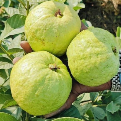 Golden 8 Guava (Imported variety)