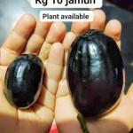 Thai KG 10 Jamun Plant