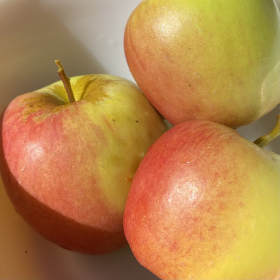 Golden Dorset - Hot Climate Apple Variety