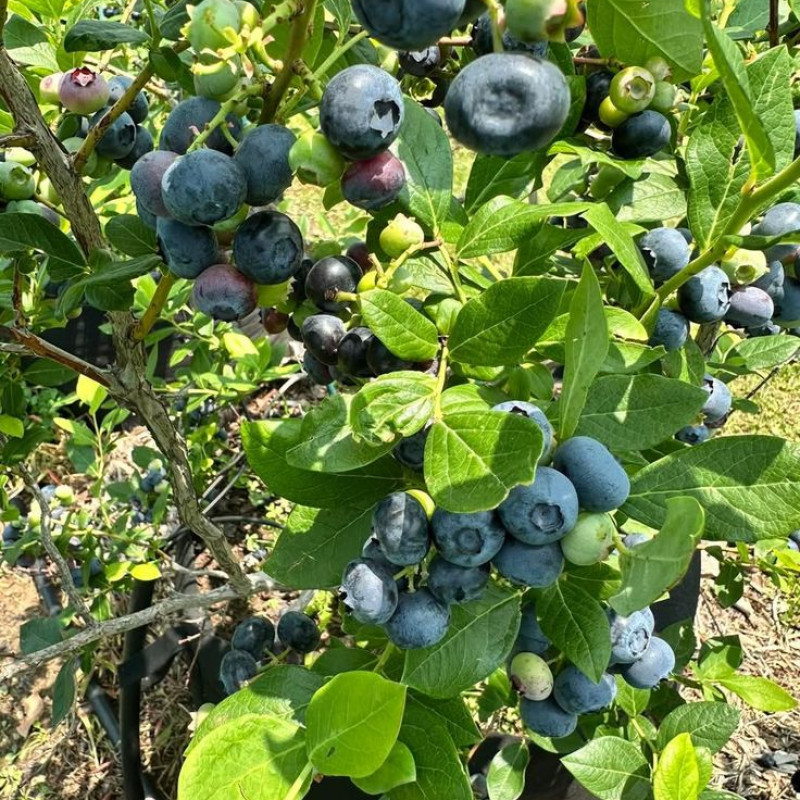 Misty blueberry plant (Hot climate Verity)