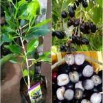 Desi grafted Jamun