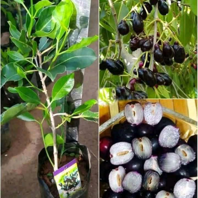 Desi grafted Jamun