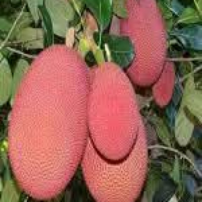 Thai Pink jackfruit