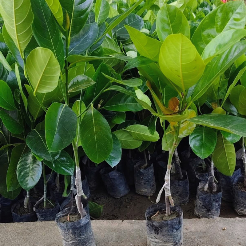 Thai Pink jackfruit