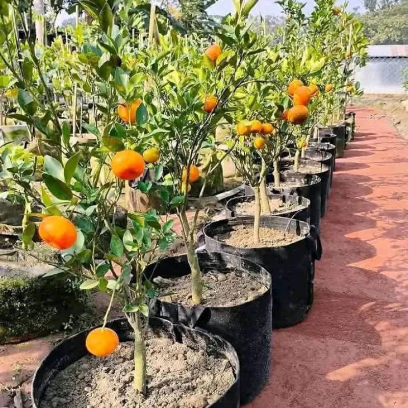 China sweet orange
