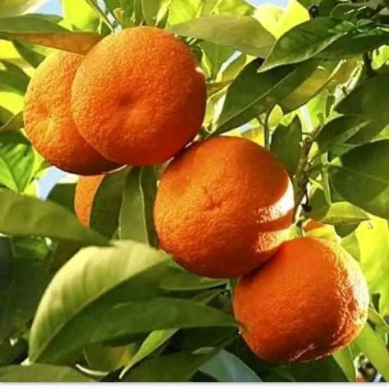China sweet orange