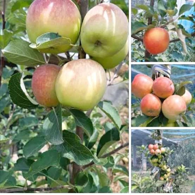 Hrmn 99 Apple - hot climate Verity