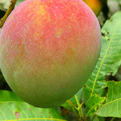 American Red Palmar mango