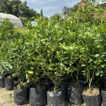 Kumbhkath All Time Lemon Plant