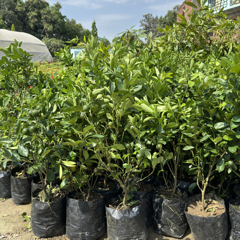 Kumbhkath All Time Lemon Plant