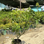 Kumbhkath All Time Lemon Plant
