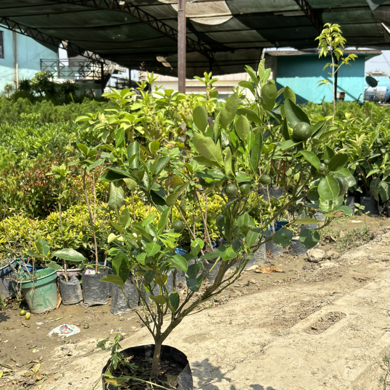 Kumbhkath All Time Lemon Plant