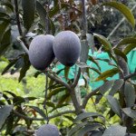 Kasturi Mango Plant (Black Mango)