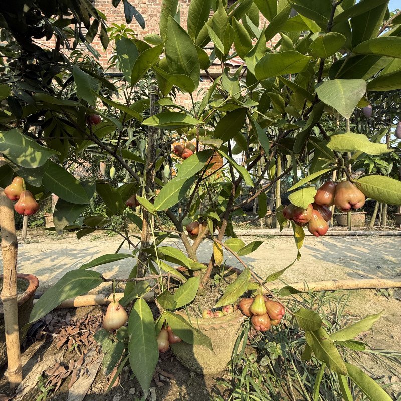 Hybrid Water Apple Plant - Bali Chamba
