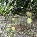 Gaurjeet Mango (Gorakhpur Verity)