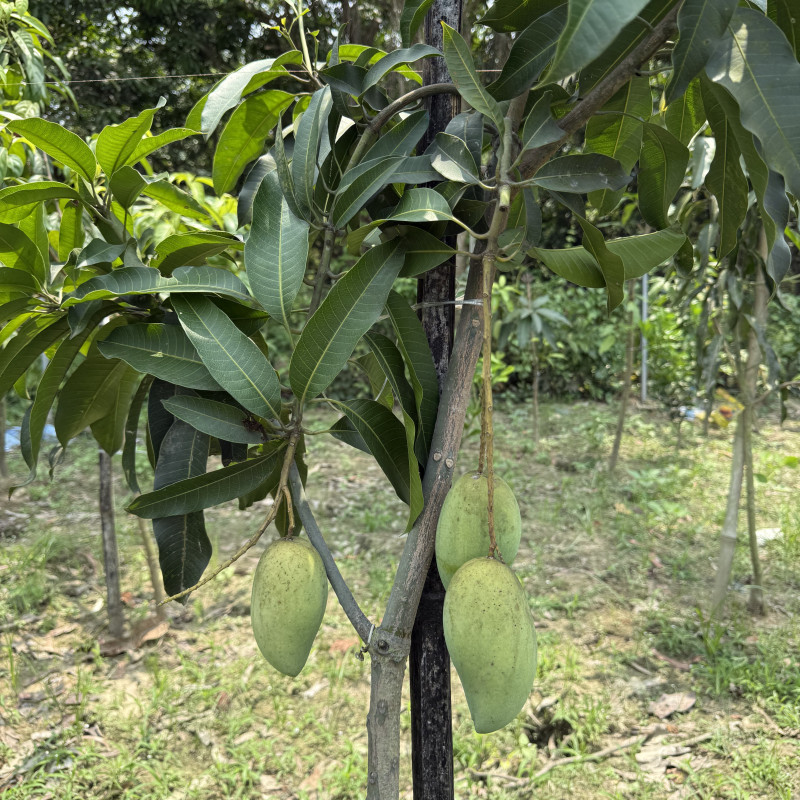 Carabao Mango (World's sweetest Mango)