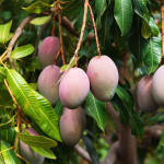 Ambika Mango
