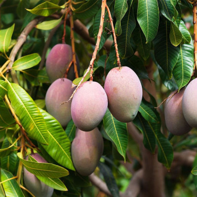 Ambika Mango