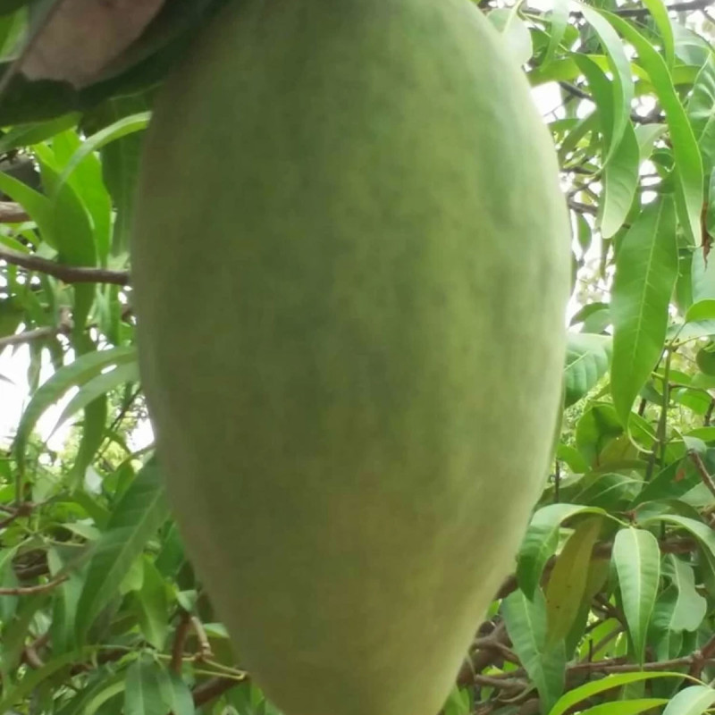 Noorjahan Mango plant (2kg Mango Variety )