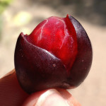 Camboadian Wild Grape Fruit Plant