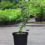 Biloxi Blueberry Plant (Imported)