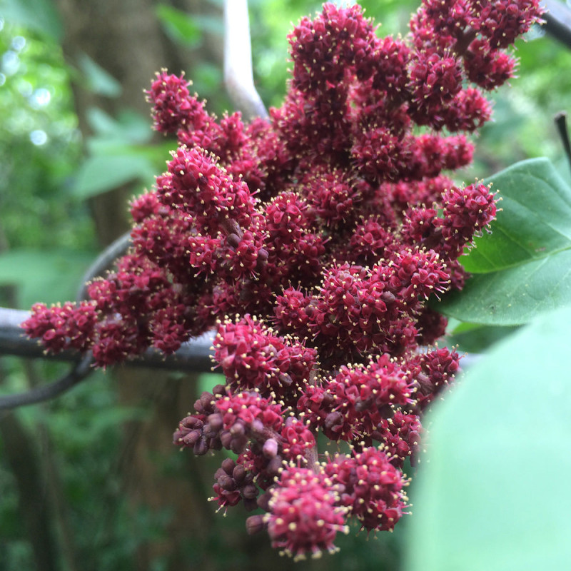 Camboadian Wild Grape Fruit Plant