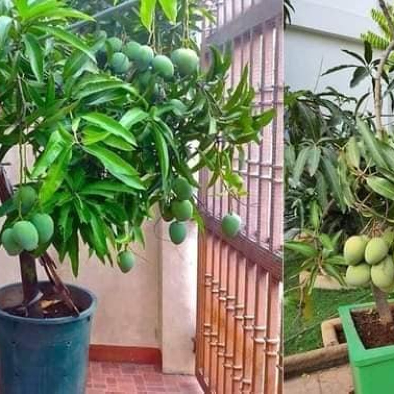 Pusa Ambika Dwarf Mango
