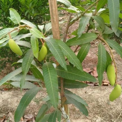 Banana Mango