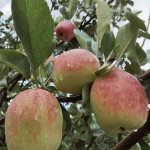 Hot Climate Apple ~ Anna variety