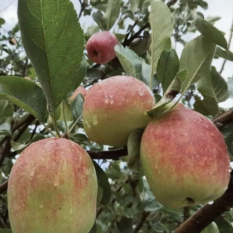 Hot Climate Apple ~ Anna variety