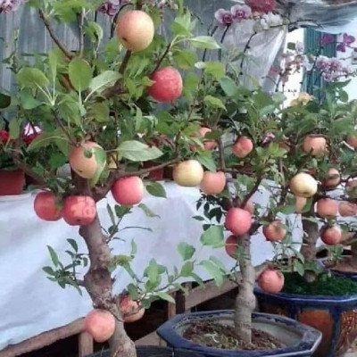 Hot Climate Apple ~ Anna variety