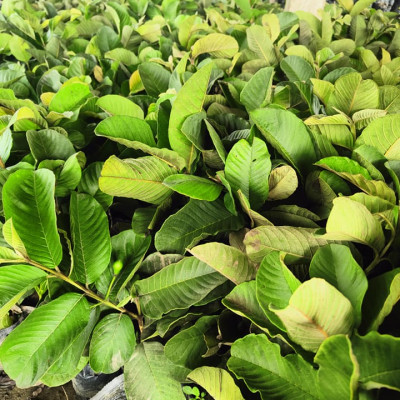 Red Diamond Guava