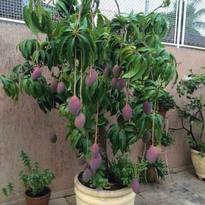 Pusa Ambika Dwarf Mango