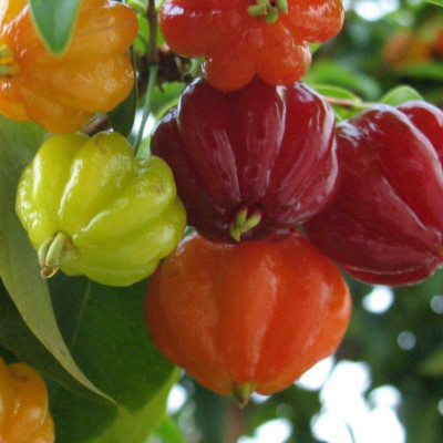 Red Suriname Cherry (Eugenia Uniflora)
