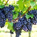 Seedless Black Grape