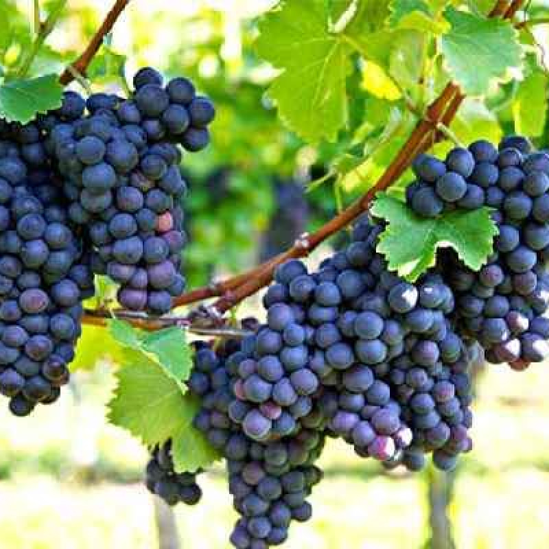 Seedless Black Grape