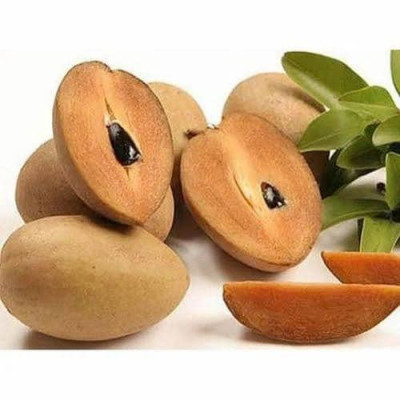 Chiku Plant (Sapota) Variety Kalipati
