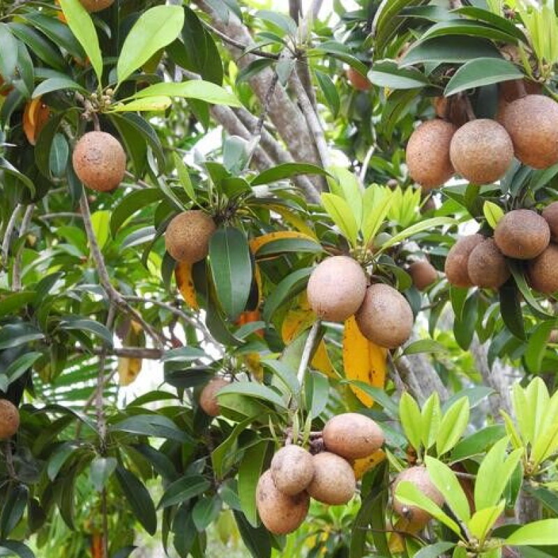 Chiku Plant (Sapota) Variety Kalipati