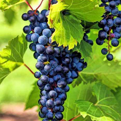 Seedless Black Grape