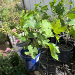 Seedless Black Grape