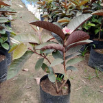 Black Diamond Guava (Thai Variety)