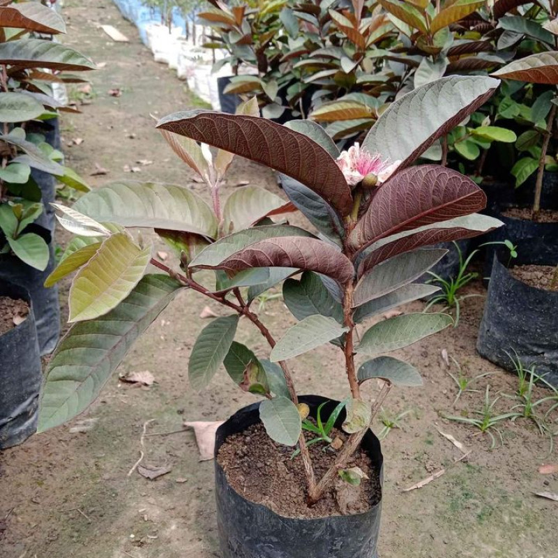 Black Diamond Guava (Thai Variety)